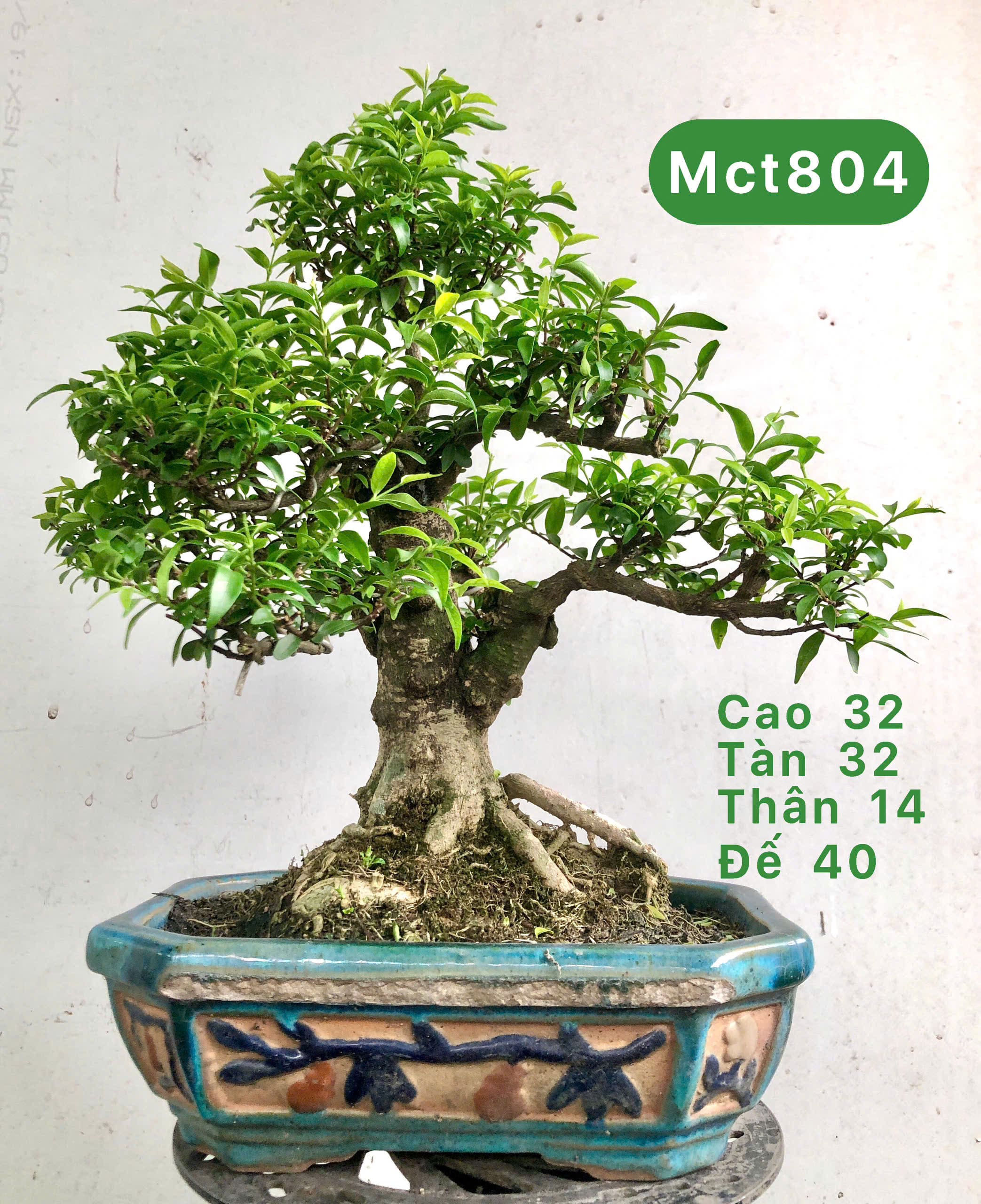 Tổng hợp cây bonsai để bàn